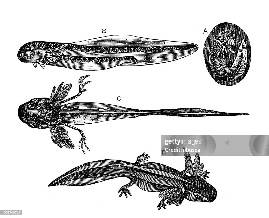 Antique illustration of southern crested newt (Triturus karelinii)