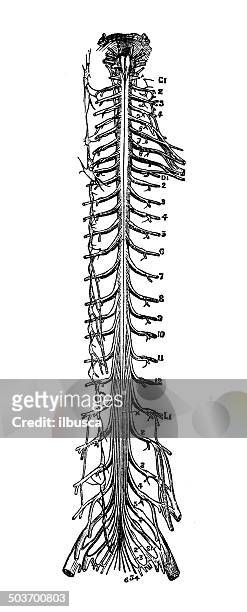 stockillustraties, clipart, cartoons en iconen met antique medical scientific illustration high-resolution: spine nerve - beenmerg bot