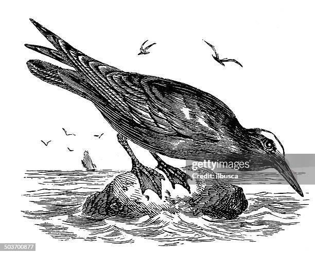 antique illustration of noddy (anous stolidus) - noddy tern bird stock illustrations