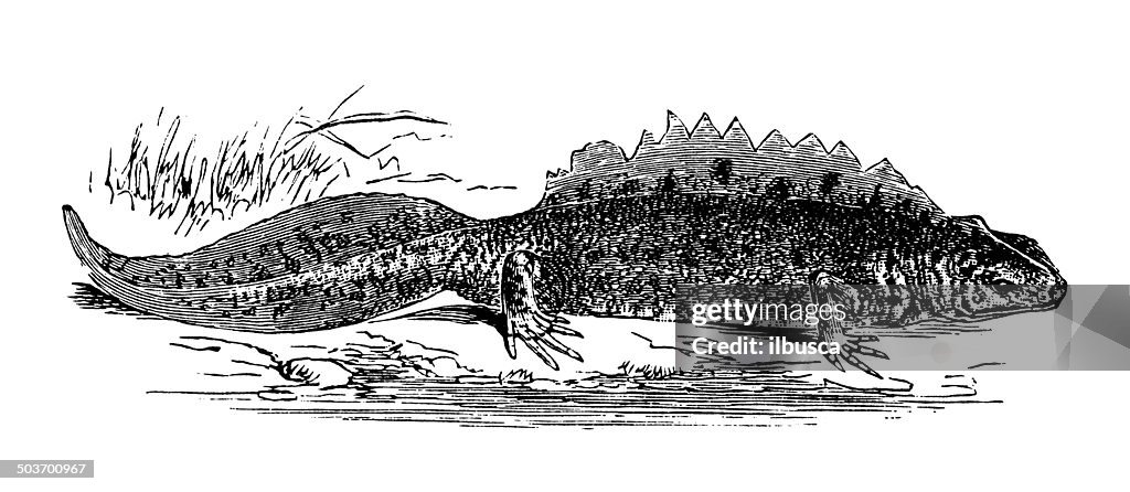 Antique illustration of southern crested newt (Triturus karelinii)