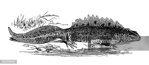 antique illustration of southern crested newt (triturus karelinii) - newt stock illustrations