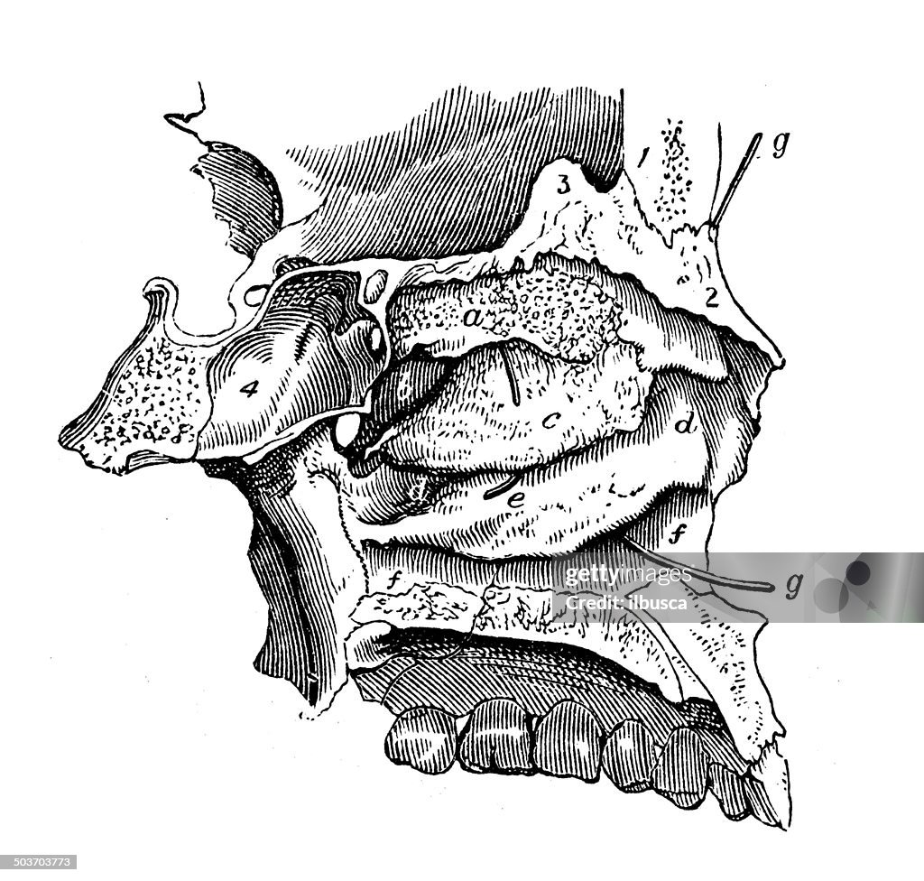 Antique medical scientific illustration high-resolution: nose section