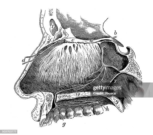137 Nasal Septum Stock Photos, High Biology Diagrams