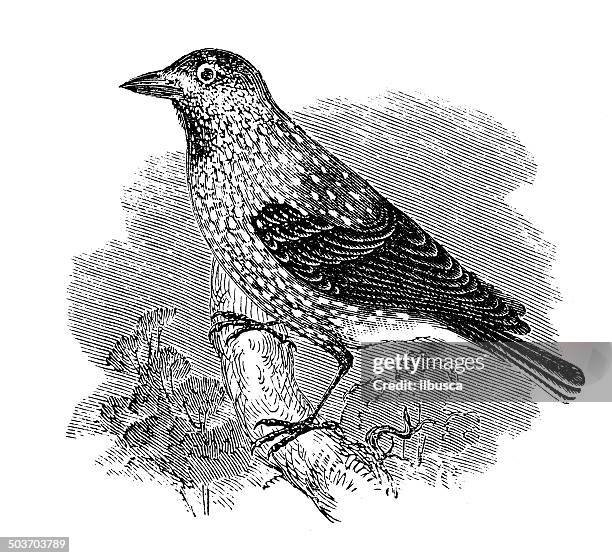 antique illustration of nutcracker (nucifraga caryocatactes) - nutcracker bird stock illustrations