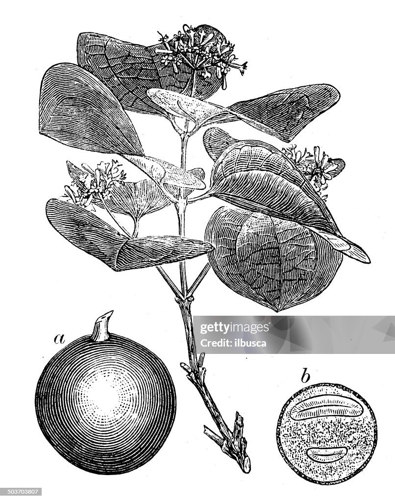 Antique illustration of strychnine tree (Strychnos nux-vomica)