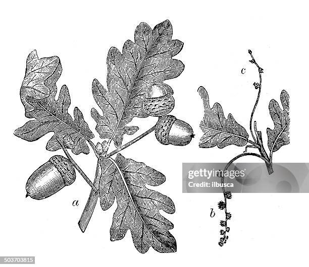 antique illustration of oak (quercus robur) - english oak stock illustrations