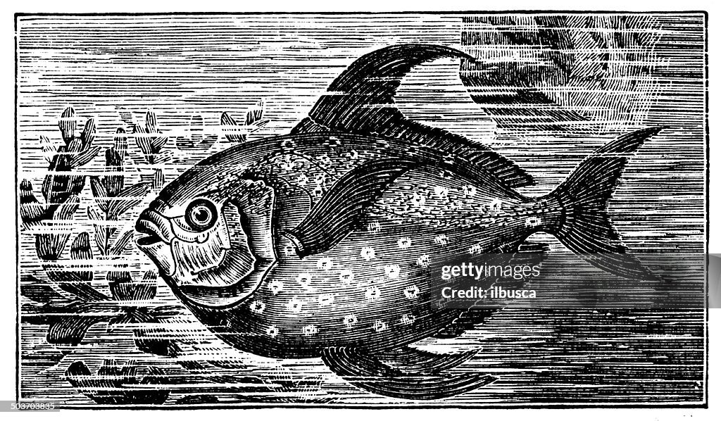 Antique illustration of Lampris guttatus (opah, cravo, moonfish, kingfish)