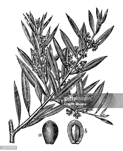 ilustrações de stock, clip art, desenhos animados e ícones de antiguidade ilustração de azeitona (olea europaea) - olive tree