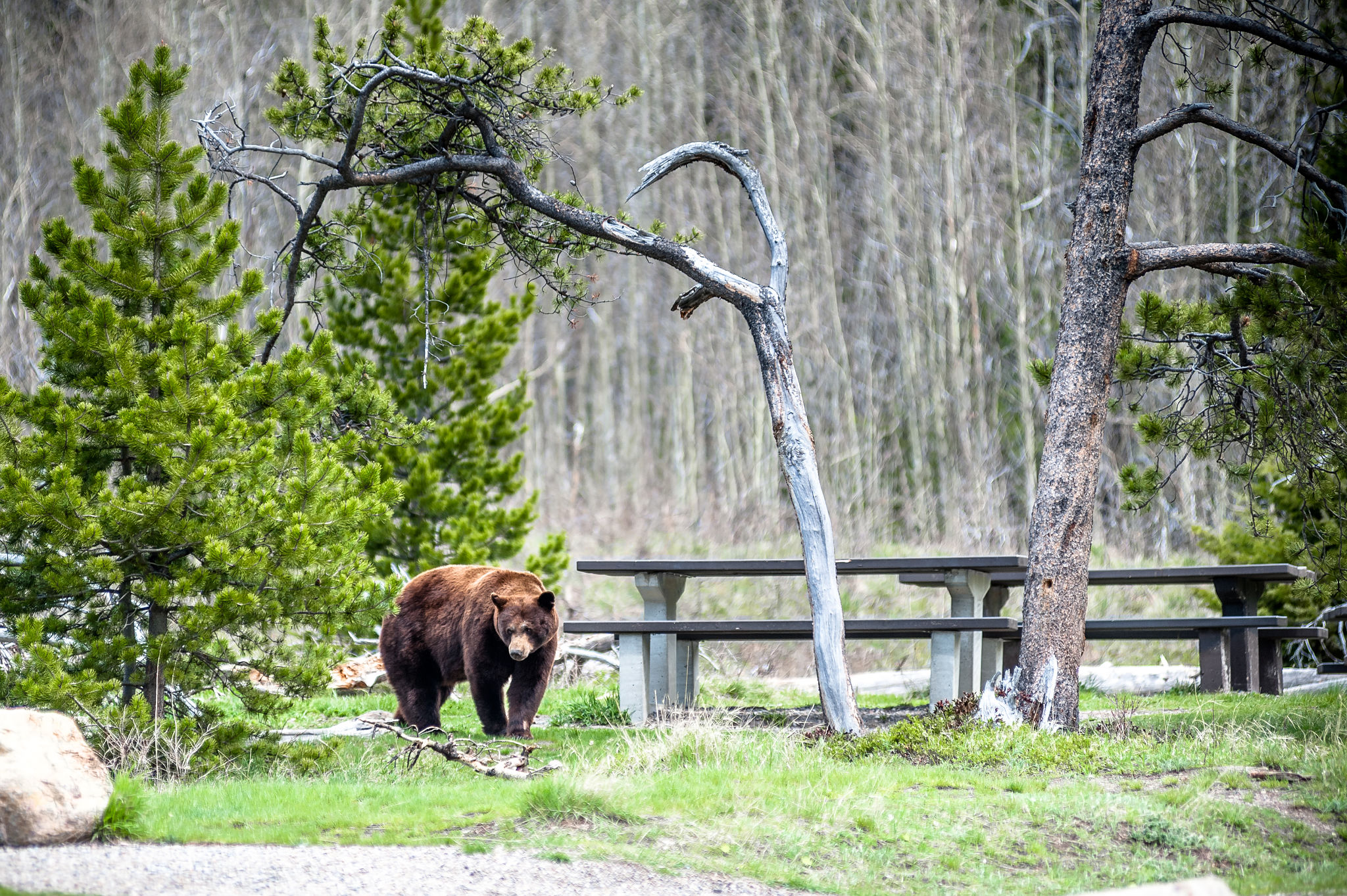 wildlife camping