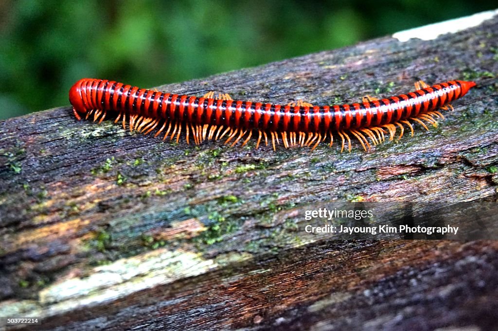 Milape Insect Milipedes In Mulu National Park High-Res Stock Photo - Getty Images