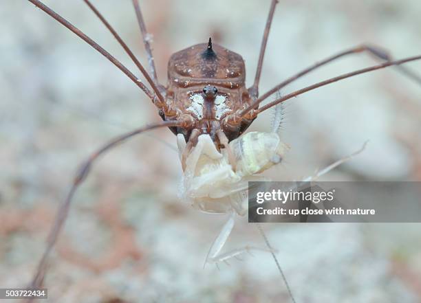 Harvestmen spider hi-res stock photography and images - Alamy