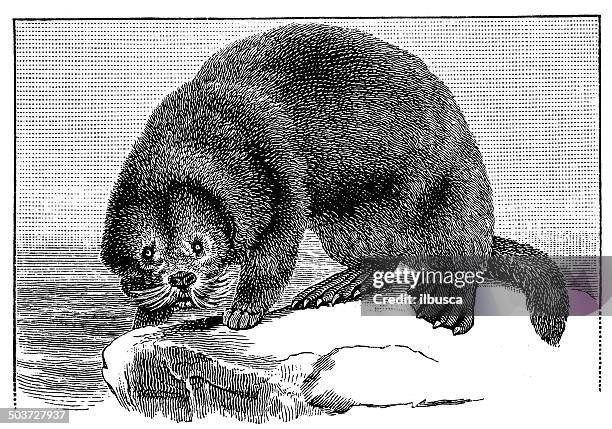 34点のラッコイラスト素材 Getty Images 34点のラッコイラスト素材 Getty Images