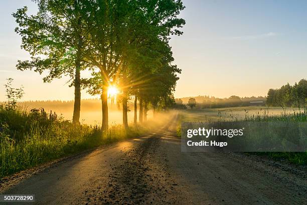 sunshine through trees - skane stock pictures, royalty-free photos & images