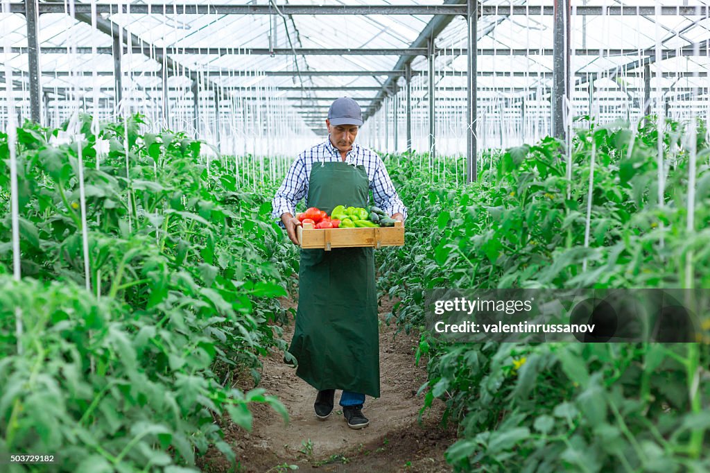 Man Holding box Of  Vegetables in Greenhouse