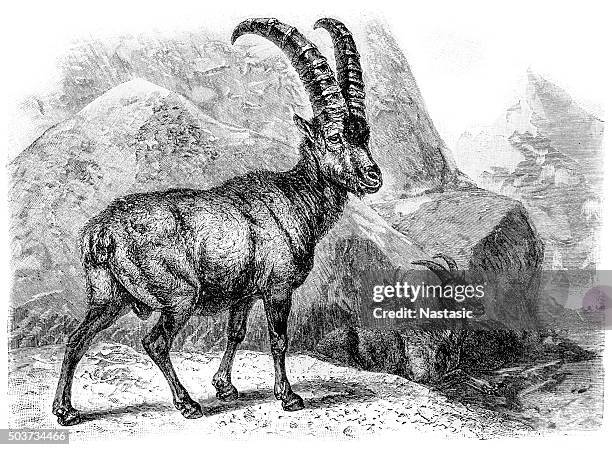 alpine ibex (capra ibex) - capricorn stock illustrations