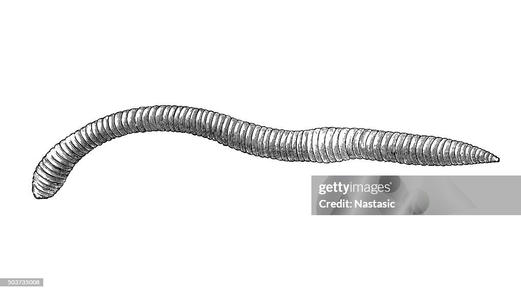 Regenwurm (Lombricus Agricola
