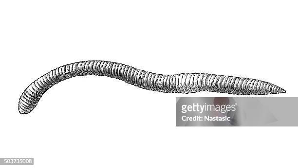 regenwurm (lombricus agricola - earthworm stock-grafiken, -clipart, -cartoons und -symbole