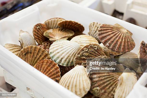 Pyster Shells Scotland Scottish Oysters Photos and Premium High Res Pictures - Getty Images