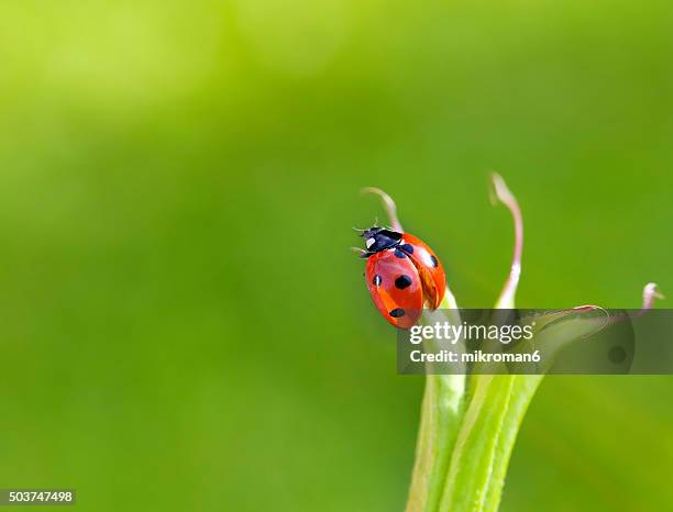 ladybird - seven spot ladybird stock pictures, royalty-free photos & images