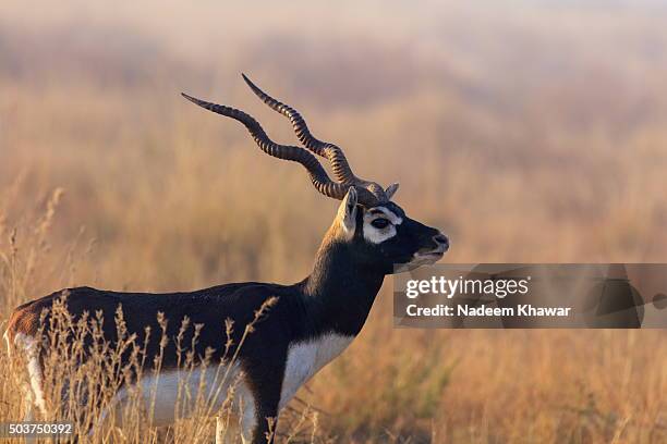 blackbuck - black buck stock pictures, royalty-free photos & images