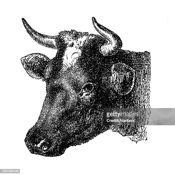 stockillustraties, clipart, cartoons en iconen met dutch cow - cattle
