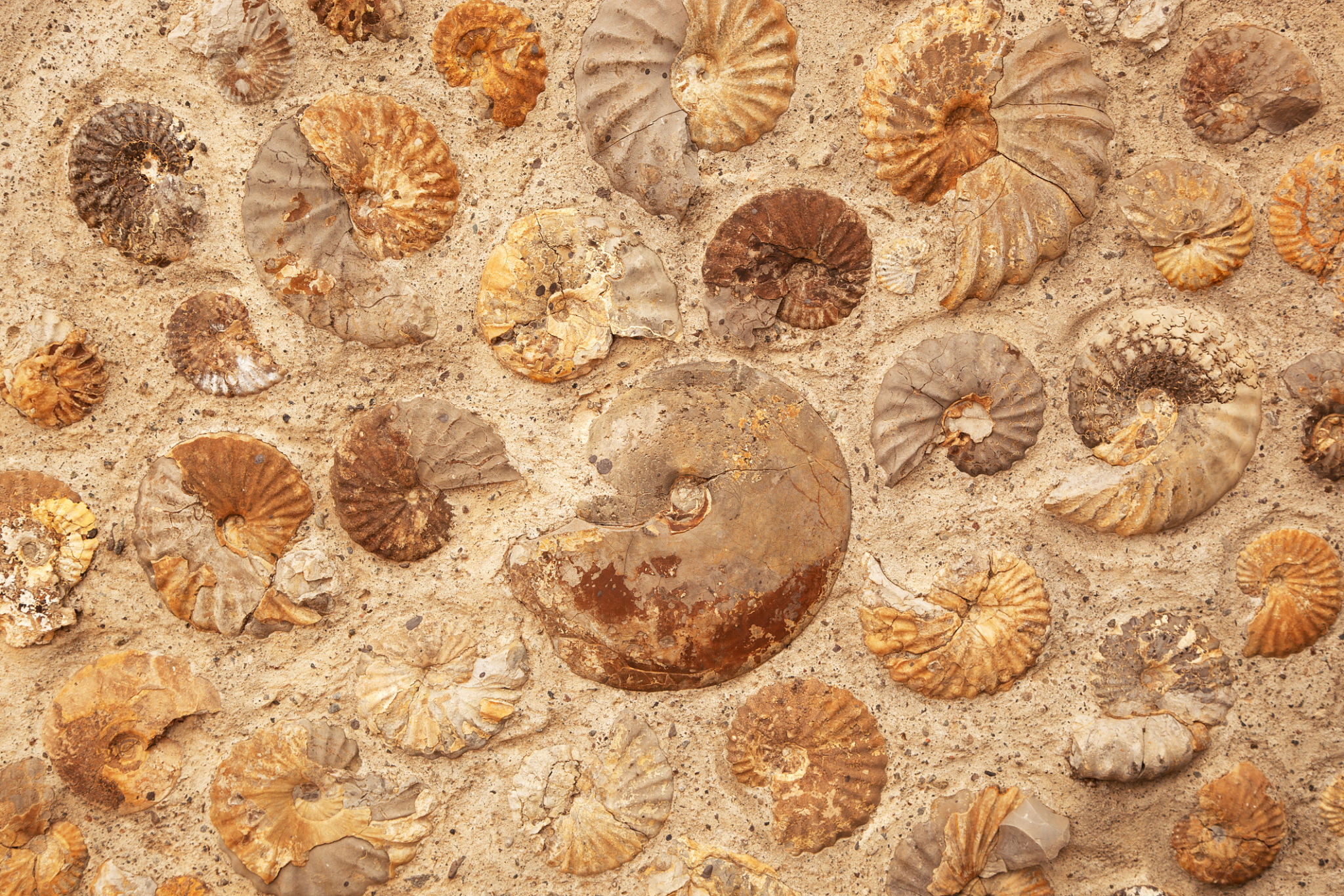 fossil rock