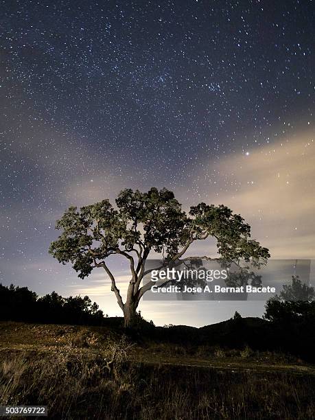 giant tree in the moonlight in the mountain - dream big foto e immagini stock