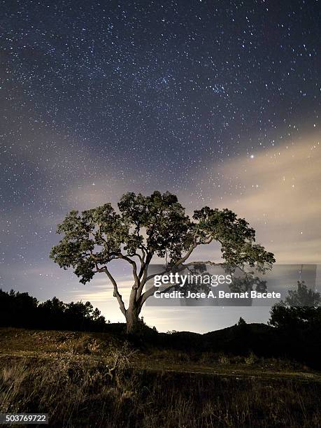 giant tree in the moonlight in the mountain - oak tree silhouette stock pictures, royalty-free photos & images