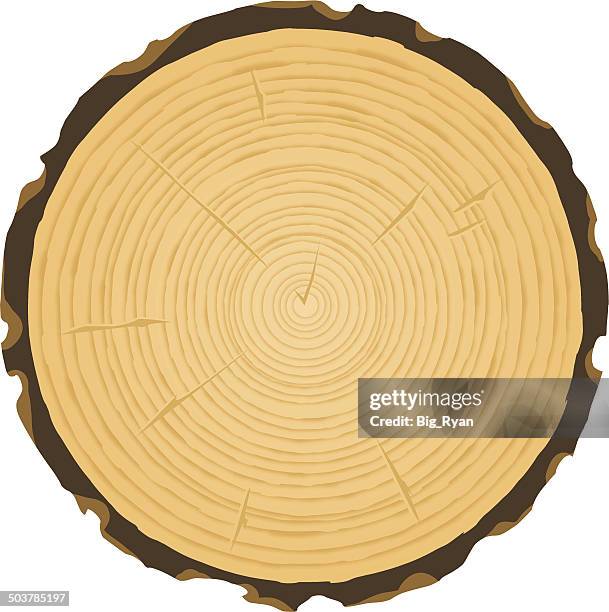 stockillustraties, clipart, cartoons en iconen met tree rings - woodland