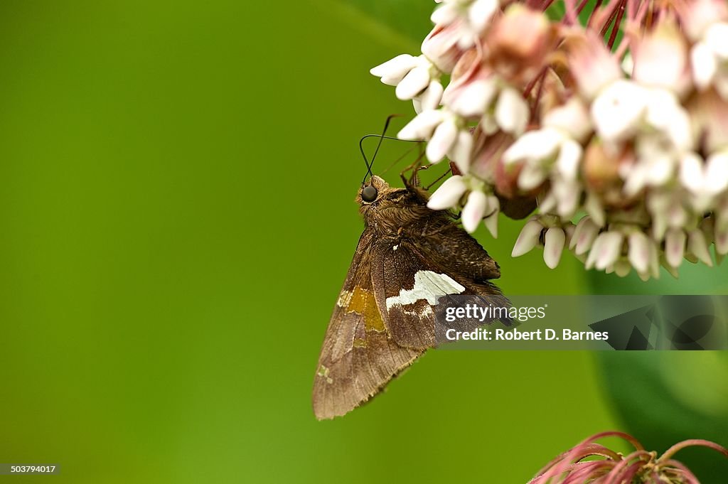Silver-spotted skipper