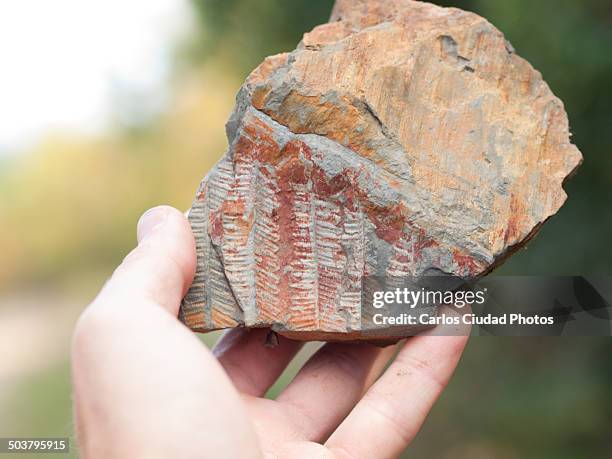 hand holding a stone with fossil ferm - fern fossil stock pictures, royalty-free photos & images