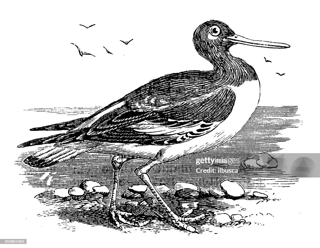 Antique illustration of Eurasian oystercatcher (Haematopus ostralegus)