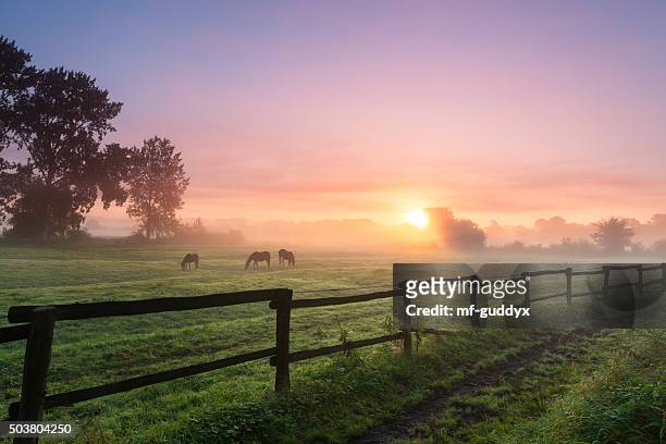 pferde grasen auf der wiese auf einem nebligen morgen - viehweide stock-fotos und bilder