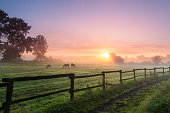 Horses grazing the grass on a foggy morning