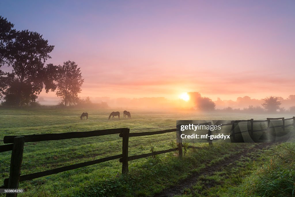 Horses grazing the grass on a foggy morning