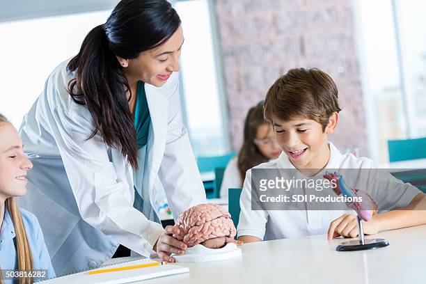 science teacher using anatomical models in junior high classroom - junior girl models stock pictures, royalty-free photos & images