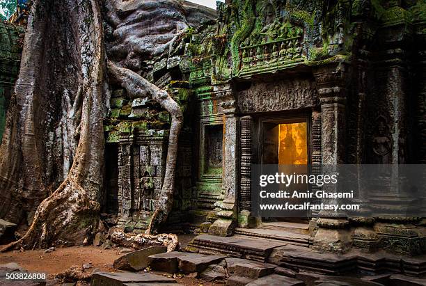 ta prohm temple - angkor wat stock-fotos und bilder