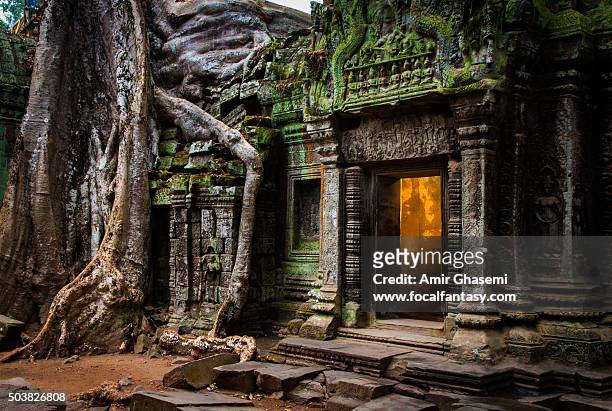 ta prohm temple - angkor wat - fotografias e filmes do acervo