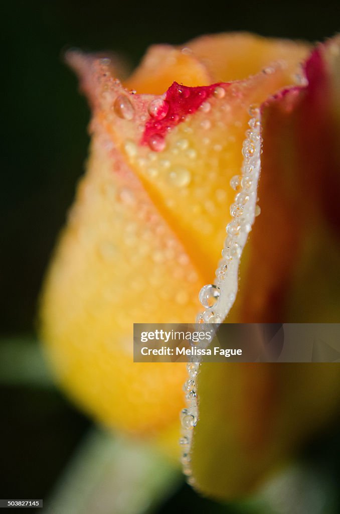 Dew on yellow rose