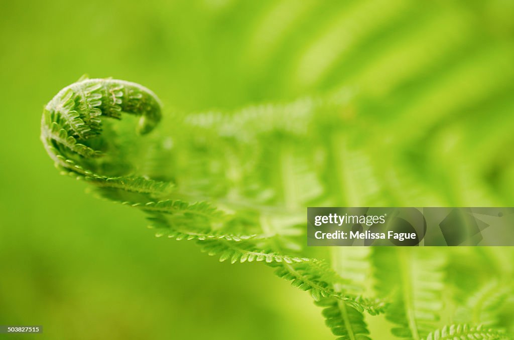 Fern Curl