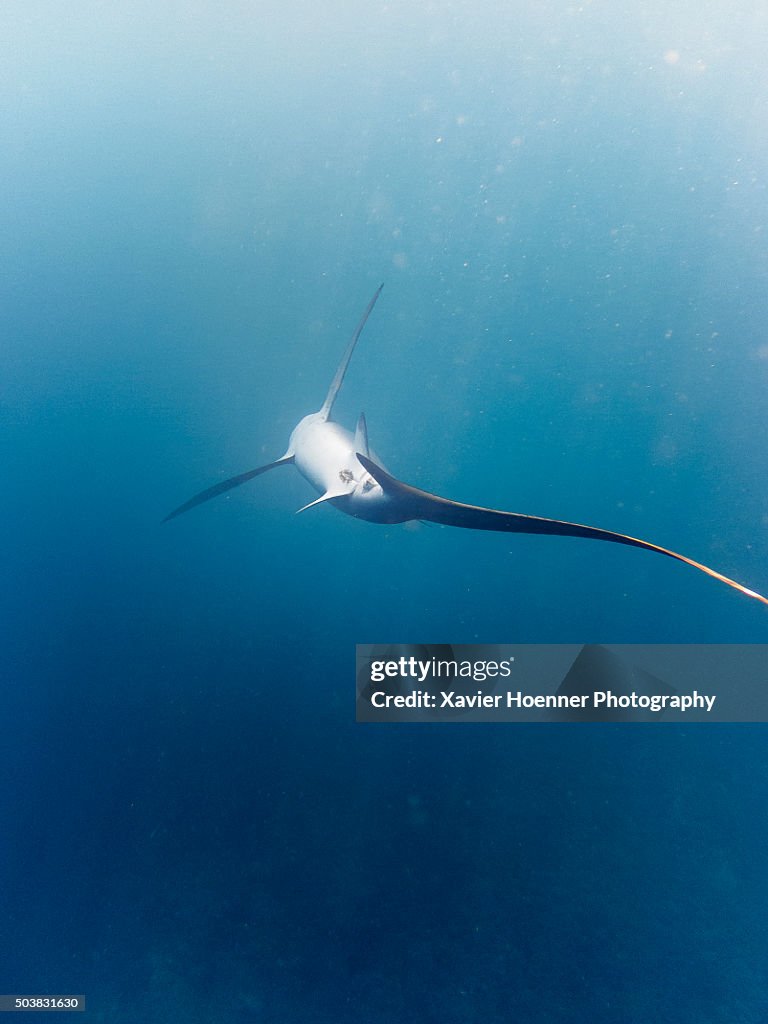 Dying shark | Gili Islands | Indonesia
