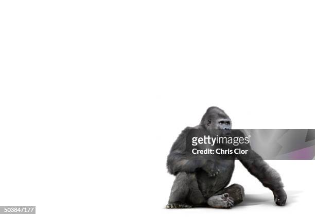 gorilla sitting in studio - gorila stock-fotos und bilder