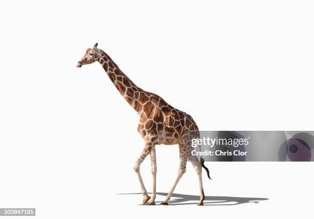 giraffe walking in studio - giraffe stock pictures, royalty-free photos & images