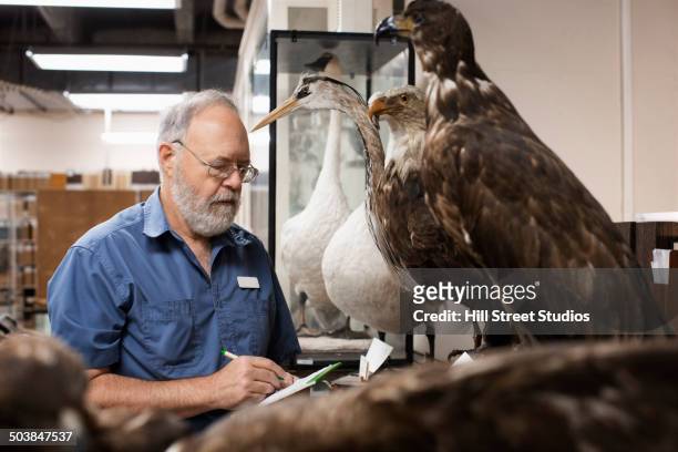 caucasian scientist working in natural history museum - zoology stock pictures, royalty-free photos & images