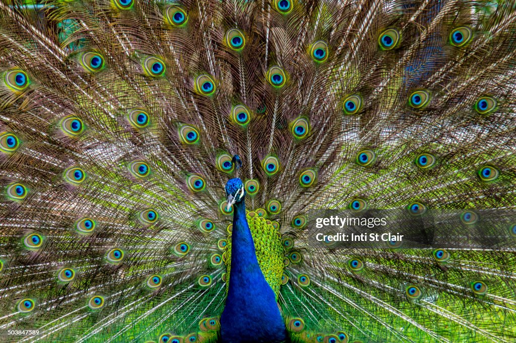 Peacock with feathers fanned out