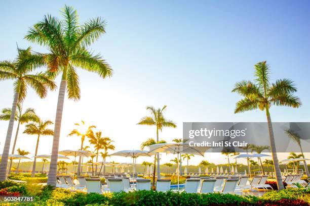 palm trees by pool at tropical resort - プエルト・バジャルタ ストックフォトと画像