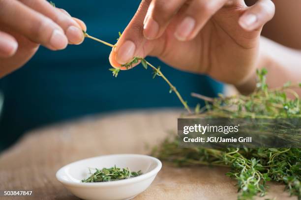 mixed race woman trimming herbs - thyme stock pictures, royalty-free photos & images
