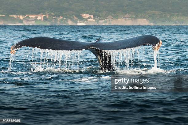 whale lifting its tail out of water - nayarit stock-fotos und bilder