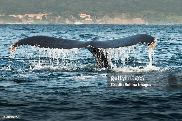 whale lifting its tail out of water - nayarit stock pictures, royalty-free photos & images