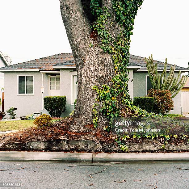 ivy growing on tree on suburban street - lakewood california stock pictures, royalty-free photos & images